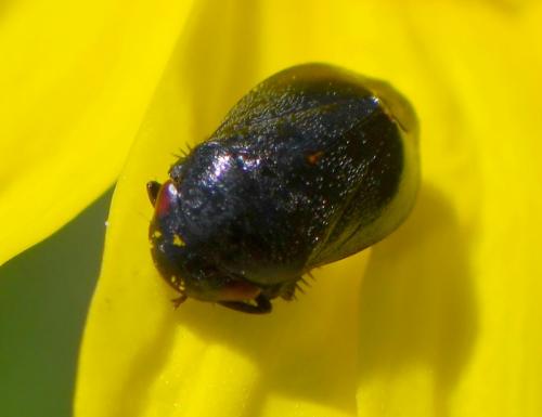 Penthimia nigra